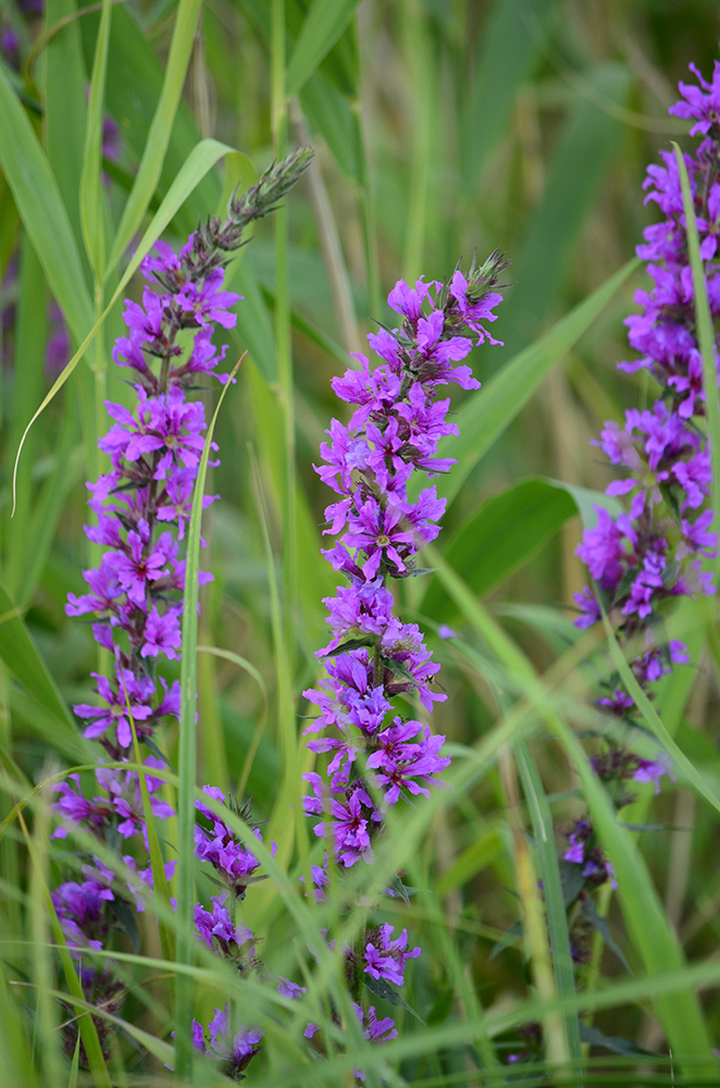 Изображение особи Lythrum salicaria.