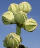 Alcea rosea. Верхушка соцветия с бутонами. Германия, г. Дюссельдорф, Ботанический сад университета. 03.07.2014.