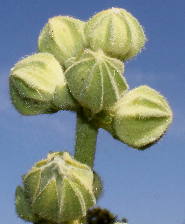 Image of Alcea rosea specimen.