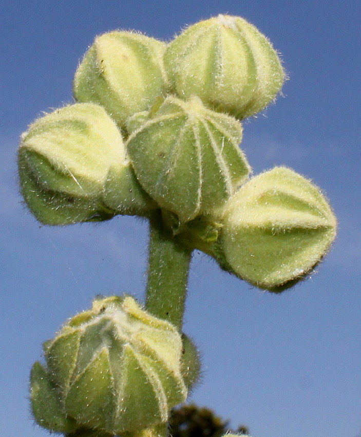 Изображение особи Alcea rosea.