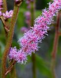 Astilbe chinensis variety davidii. Средняя часть побега с соцветием. Германия, г. Дюссельдорф, Ботанический сад университета. 03.07.2014.