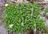 Diapensia lapponica