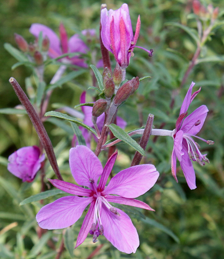 Image of Chamaenerion fleischeri specimen.