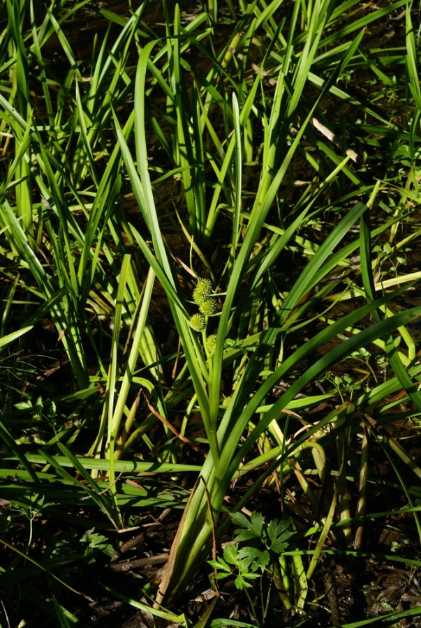 Image of Sparganium japonicum specimen.