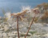 Crepis rhoeadifolia. Соплодия с частично облетевшими семянками. Краснодарский край, м/о г. Геленджик, окр. пос. Кабардинка, гора Дооб, приморский склон. 03.08.2014.