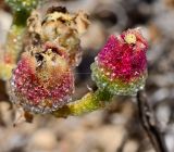 Mesembryanthemum crystallinum