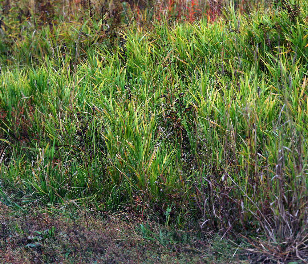 Изображение особи Phragmites australis.