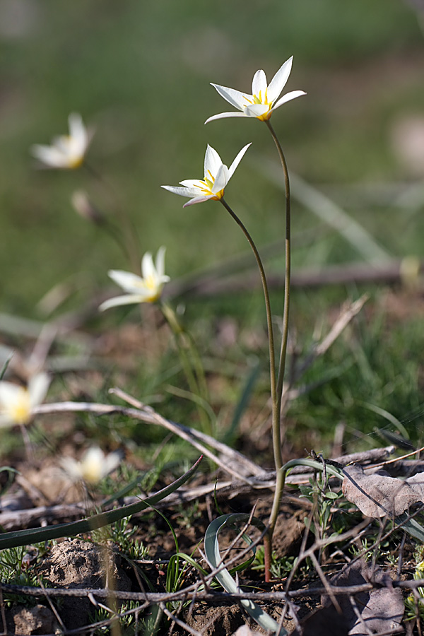 Изображение особи Tulipa buhseana.