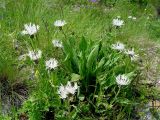 Centaurea cheiranthifolia