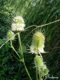 Dipsacus laciniatus