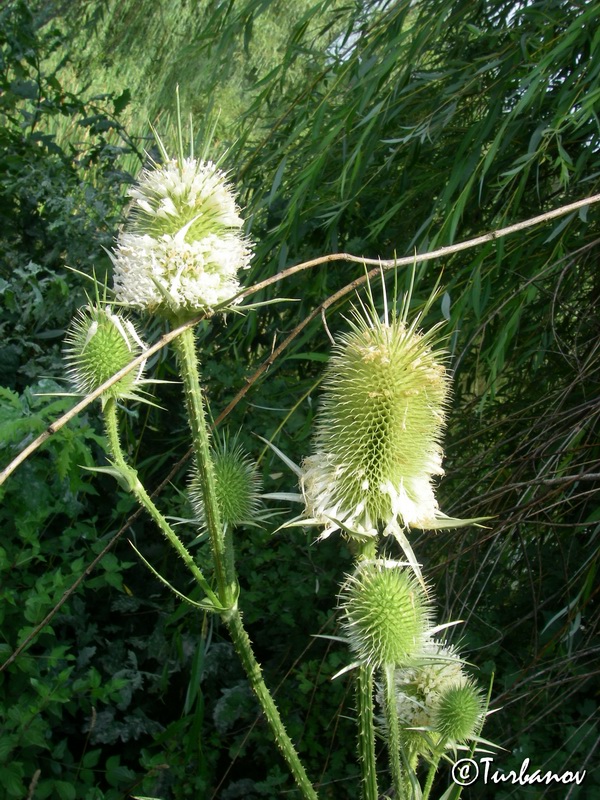 Изображение особи Dipsacus laciniatus.