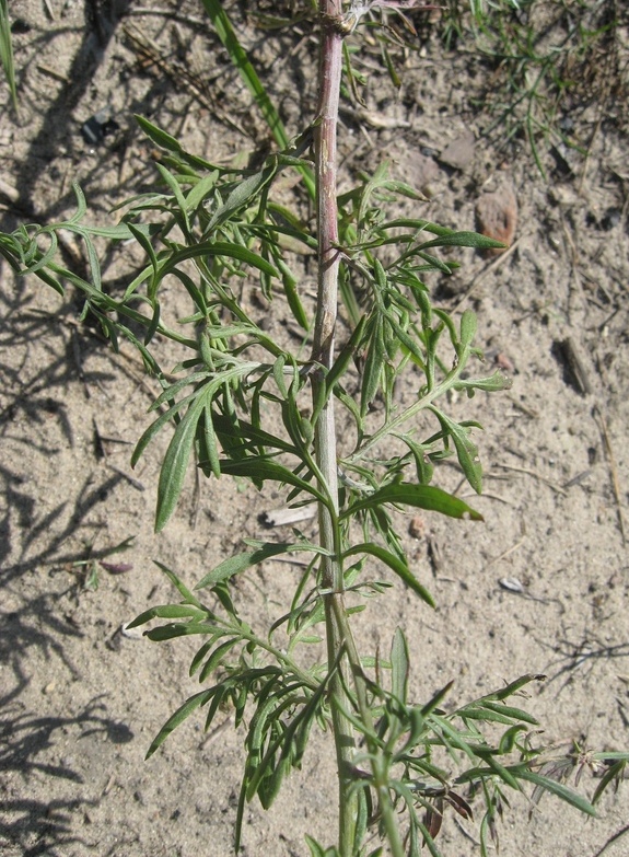 Image of Centaurea majorovii specimen.