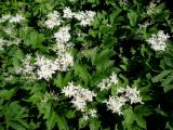 Filipendula camtschatica