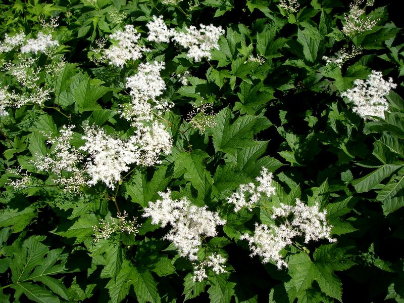 Изображение особи Filipendula camtschatica.