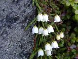 Cassiope lycopodioides