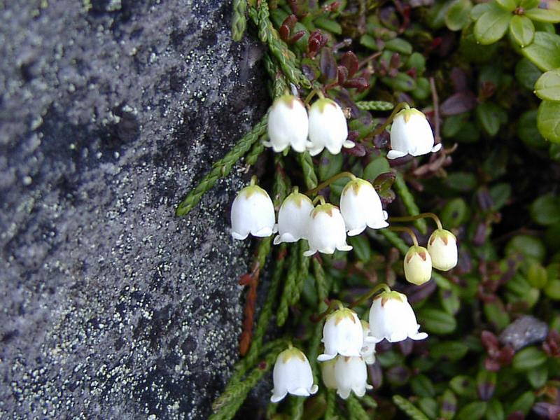 Image of Cassiope lycopodioides specimen.