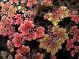 Azolla filiculoides