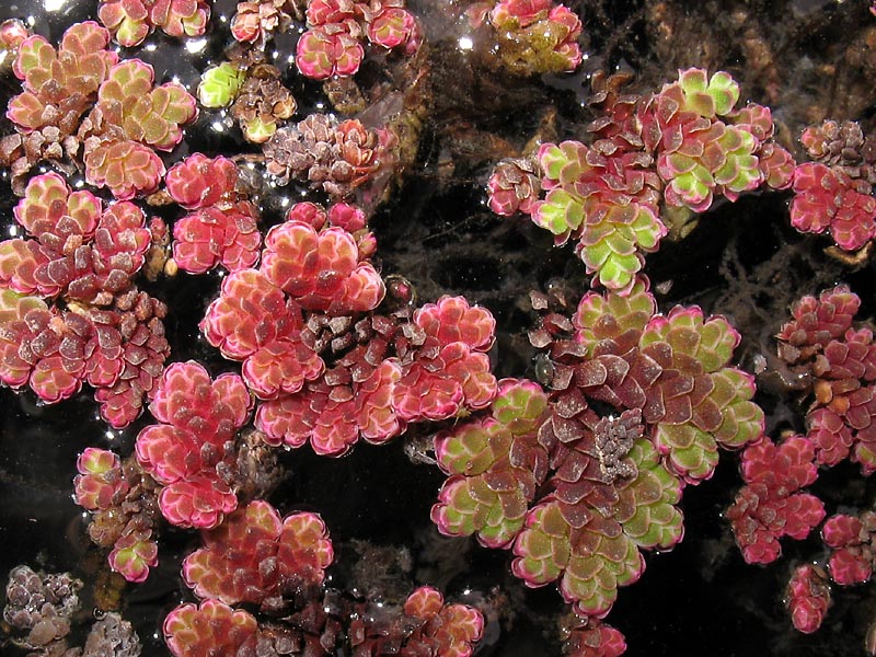 Изображение особи Azolla filiculoides.