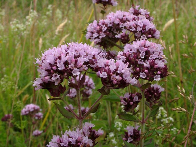 Image of Origanum vulgare specimen.