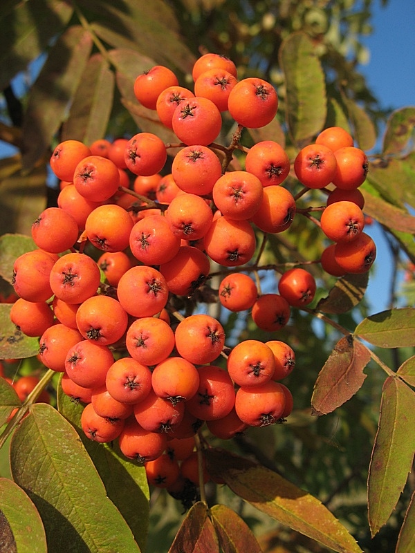 Изображение особи Sorbus sibirica.