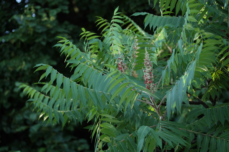 Изображение особи Rhus typhina.