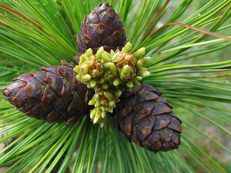 Изображение особи Pinus pumila.