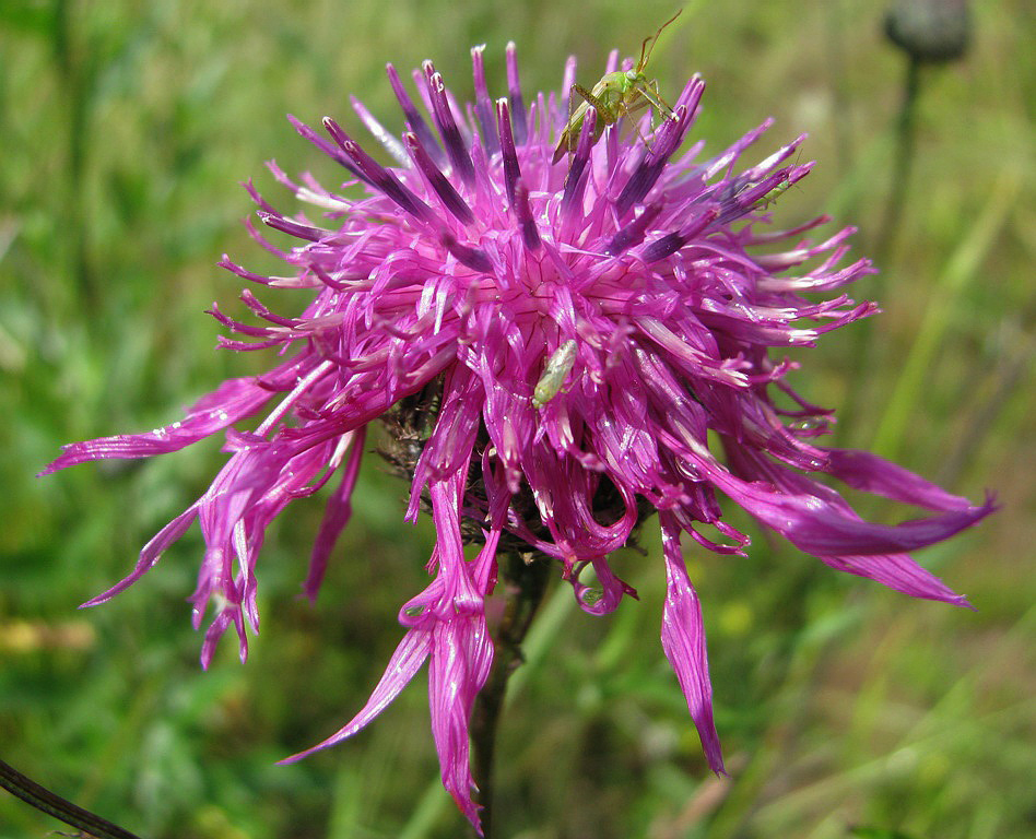 Изображение особи Centaurea scabiosa.