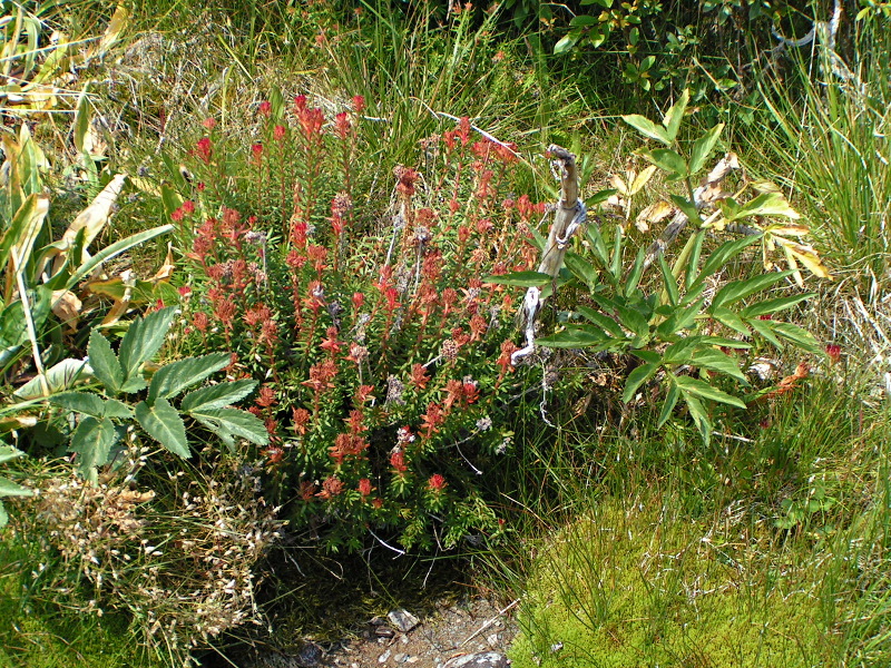 Изображение особи Rhodiola algida.