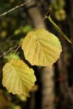 Corylus avellana. Побег с листьями в осенней окраске. Санкт-Петербург, пос. Можайский, Дудергофские высоты. 10.10.2009.