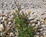 Corydalis impatiens. Цветущее растение. Республика Бурятия, Кабанский р-н, окр. с. Сухая, галечник на берегу Байкала. 19.06.2015.