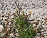 Corydalis impatiens