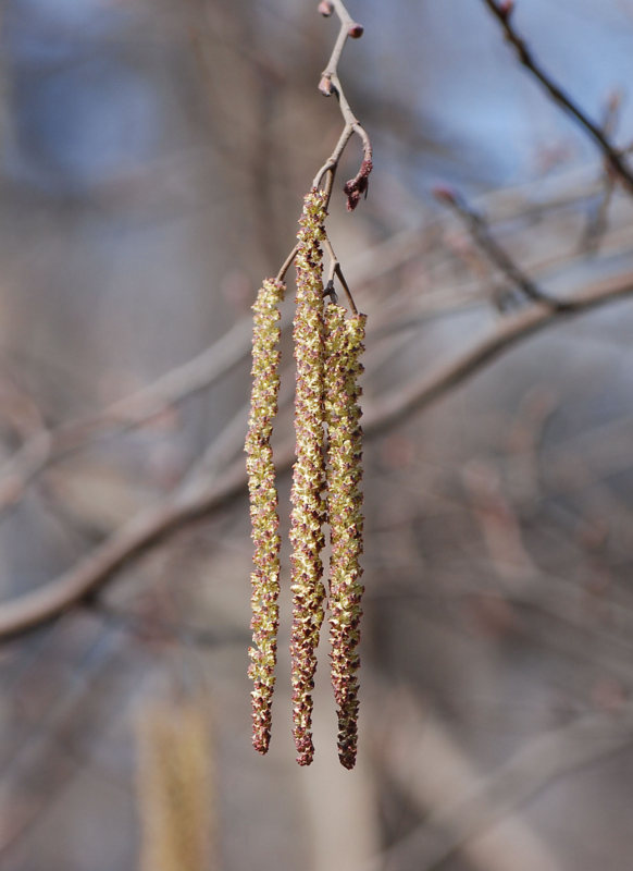 Изображение особи Alnus incana.