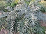Cynara scolymus. Розетка листьев. Крым, Симферополь, ботсад университета. 2 ноября 2008 г.