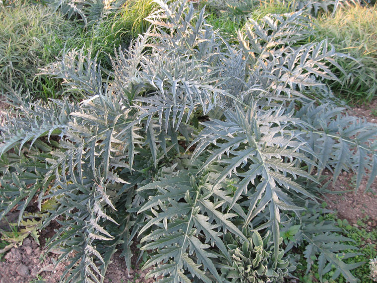 Изображение особи Cynara scolymus.