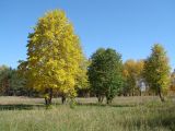 Tilia cordata