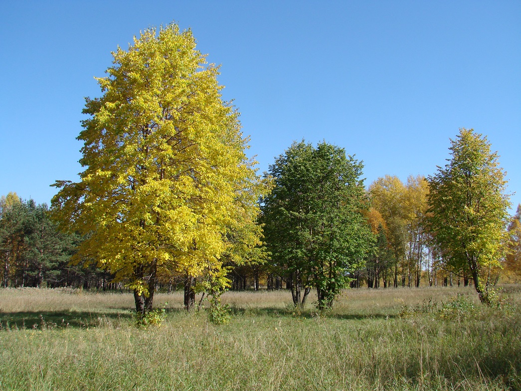 Изображение особи Tilia cordata.