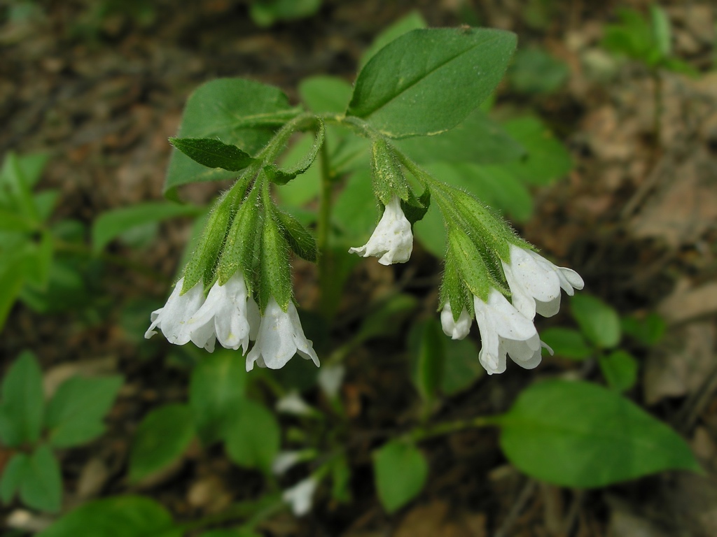 Image of Pulmonaria obscura specimen.