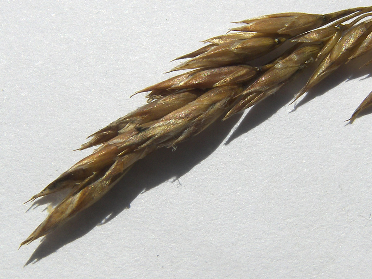 Image of Festuca djimilensis specimen.