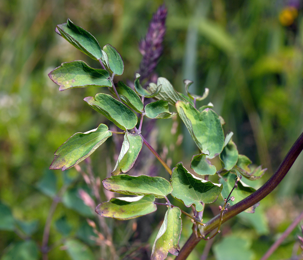 Image of Thalictrum aquilegiifolium specimen.