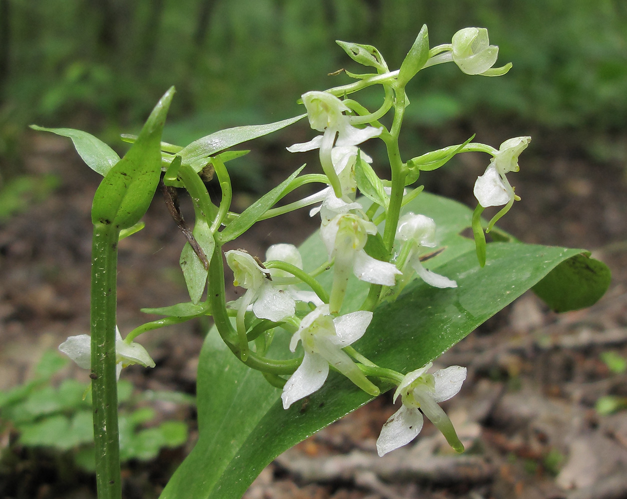 Изображение особи Platanthera chlorantha.