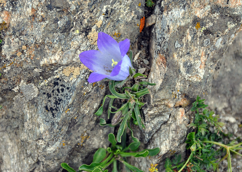 Image of Campanula biebersteiniana specimen.