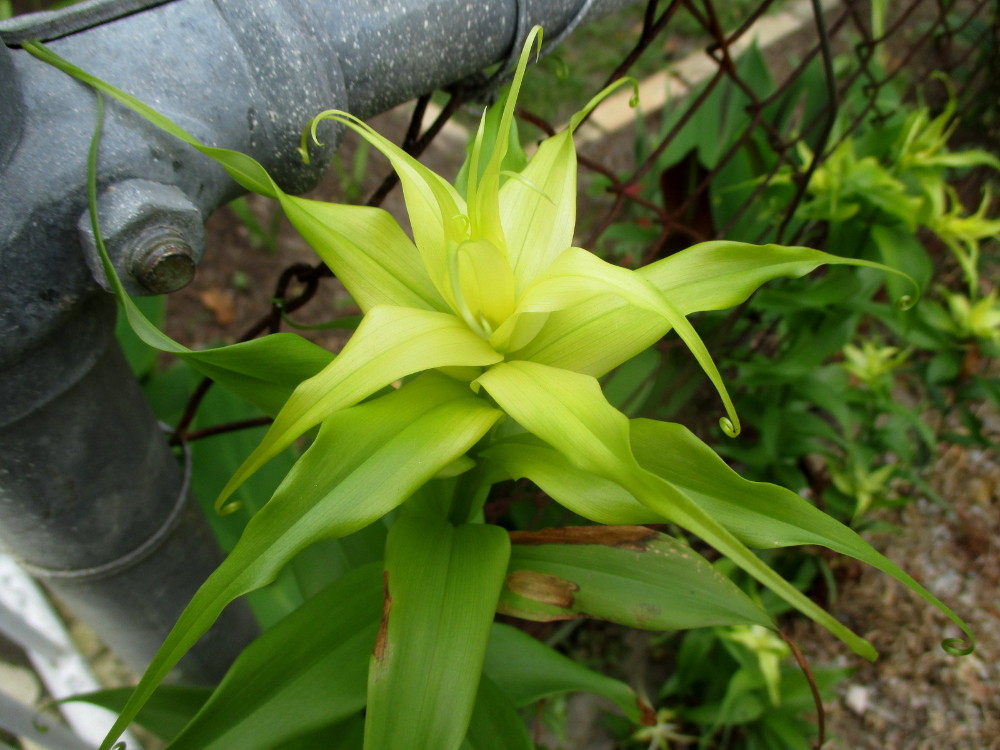 Image of Gloriosa superba specimen.