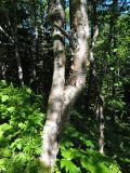 Betula ermanii
