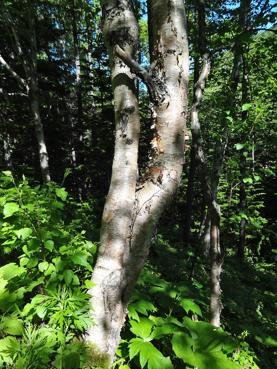 Изображение особи Betula ermanii.