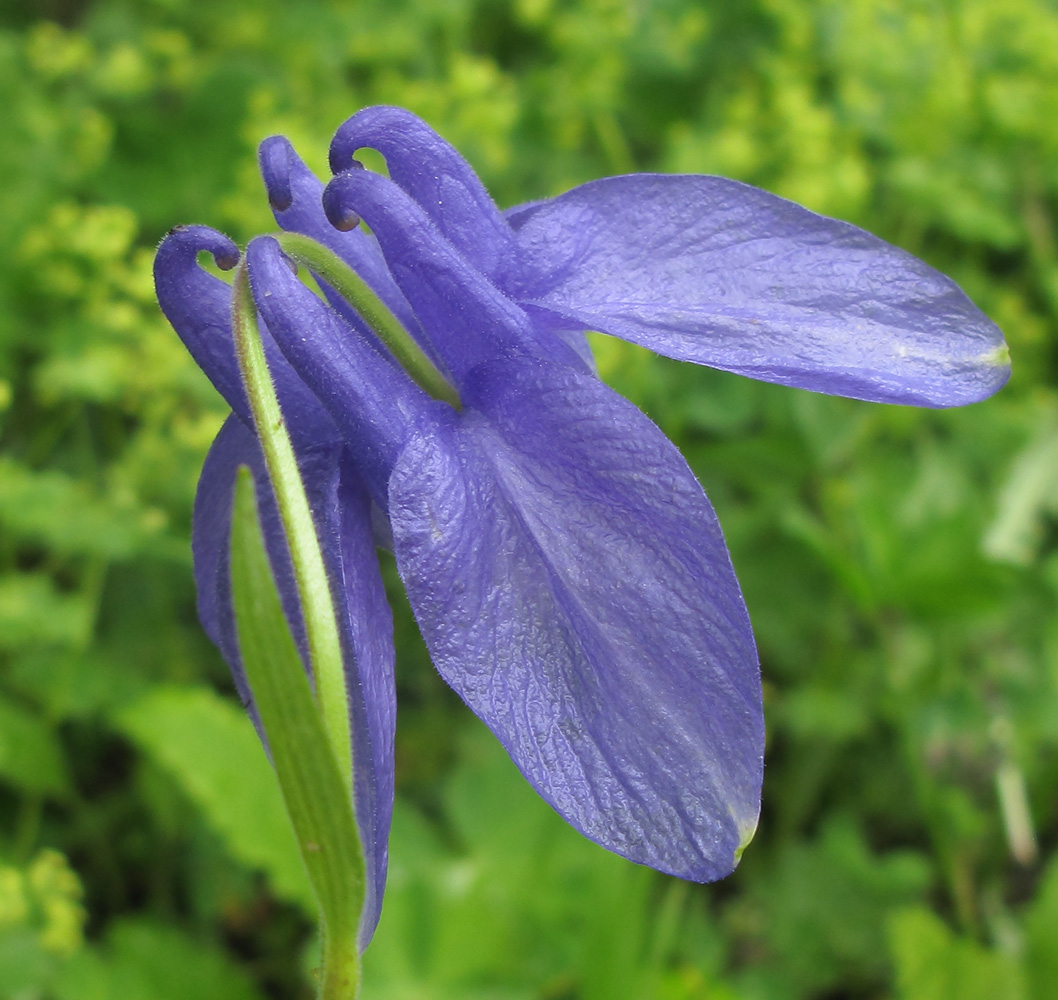 Изображение особи Aquilegia olympica.