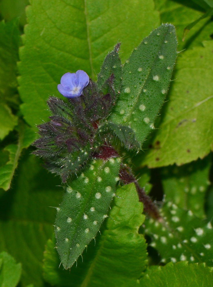 Изображение особи Melanortocarya obtusifolia.