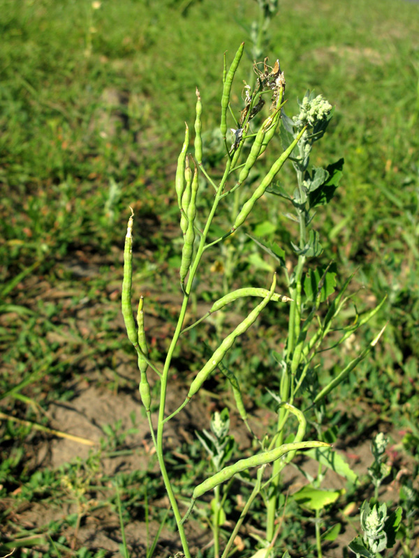 Изображение особи Raphanus raphanistrum.