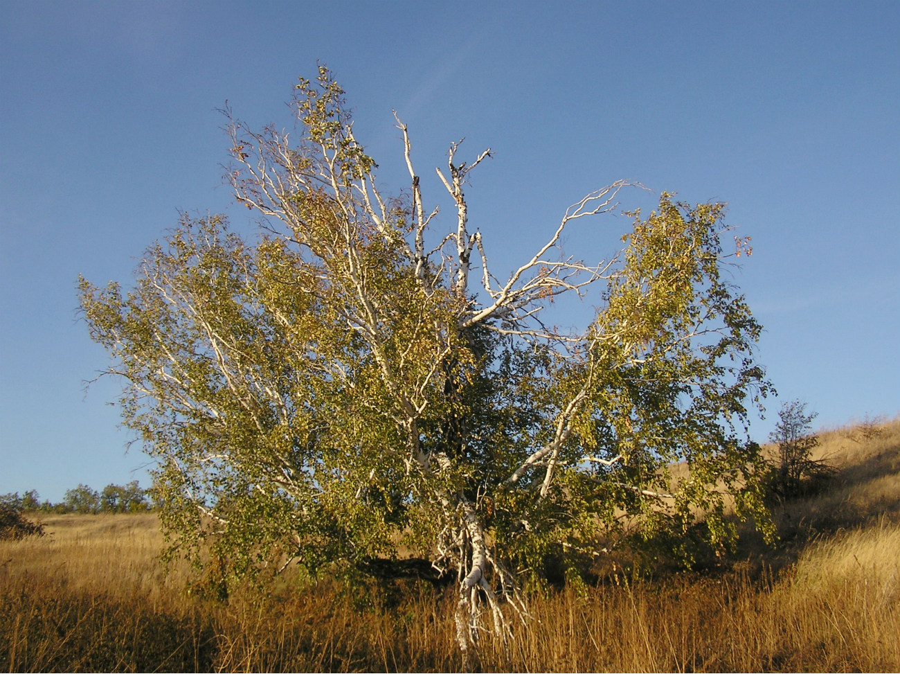 Изображение особи Betula pendula.