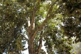 Pterospermum acerifolium. Часть кроны старого дерева. Израиль, Шарон, пос. Кфар Монаш, ботанический сад \"Хават Ганой\". 08.07.2015.