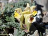Scutellaria przewalskii. Соцветие. Кыргызстан, Нарынская обл., правый берег долины р. Нарын, окр. с. Таш-Булак. 24.09.2015.